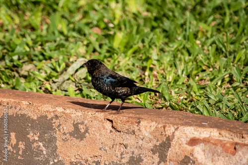 The Tiziu (Volatinia jacarina) is a neotropical bird of the thraupidae family that occurs from southern Mexico to Argentina / Brazil. photo