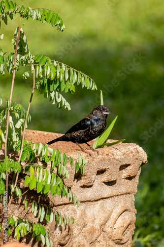 The Tiziu (Volatinia jacarina) is a neotropical bird of the thraupidae family that occurs from southern Mexico to Argentina / Brazil. photo