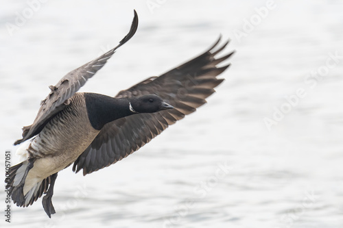 A Brant Goose coming in for a water landing.