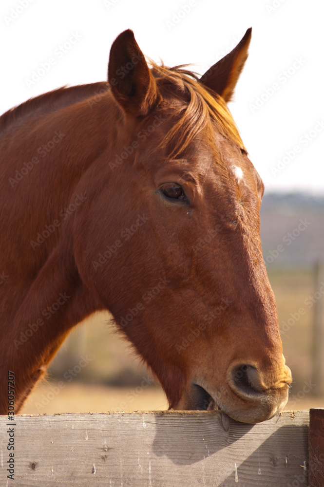 Foto de California ranch horses at a riding stable. A stock horse is