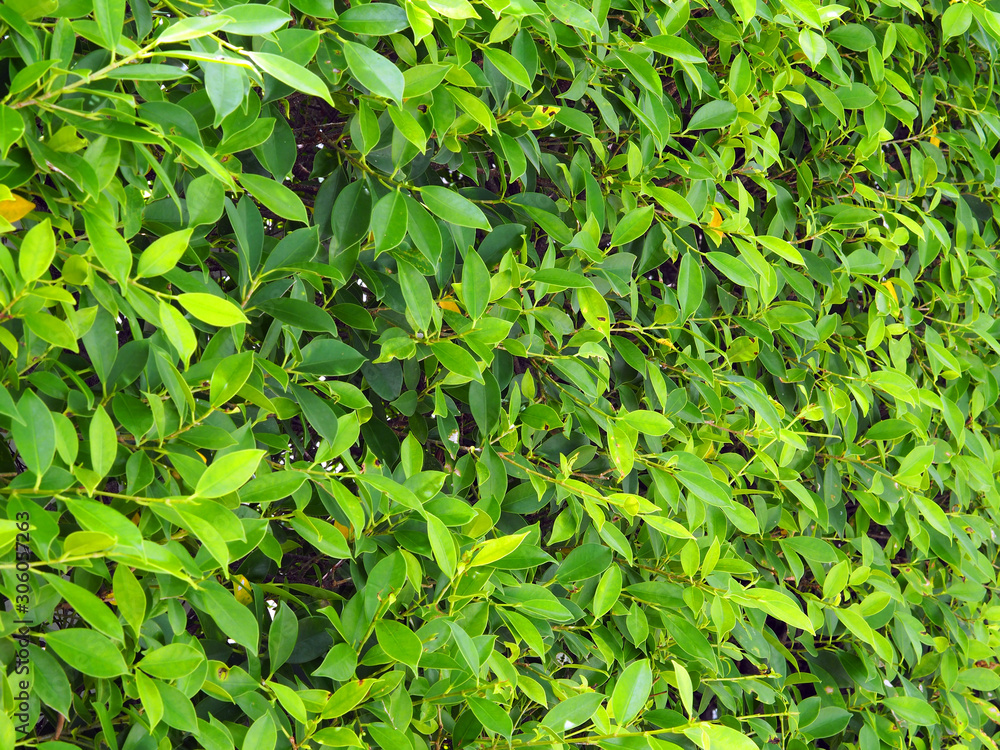 Obraz premium Close up Natural wall, bright green leaves for background texture.