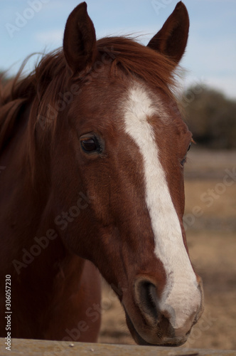 California ranch horses at a riding stable. A stock horse is well suited for working with livestock, particularly cattle. A horse used for ranch work or for competition. Big bodied ranch gelding.