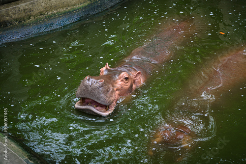The hippo is opening his mo...