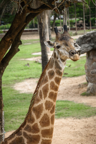 Giraffes are eating food th...