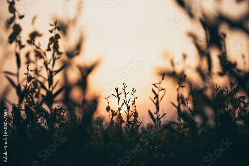 sunset over the grass flowe...