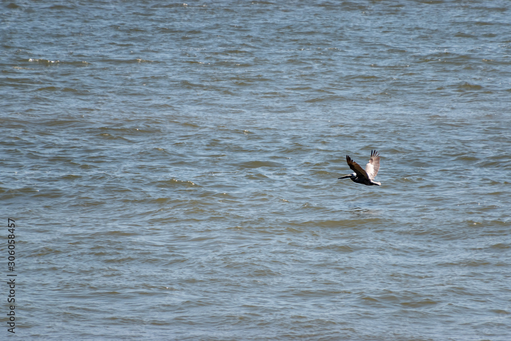 A brown pelican flying low over the Gulf of Mexico A brown pelican flying low over the Gulf of Mexico