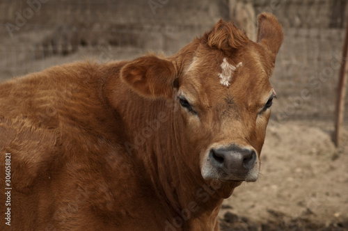 Beautiful Brown Cow - Barn Animal