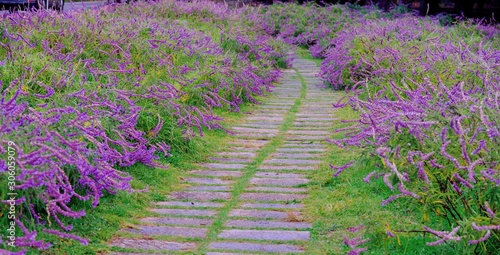 Mexican sage (Salvia divinorum) at Wuling Farm, Taiwan