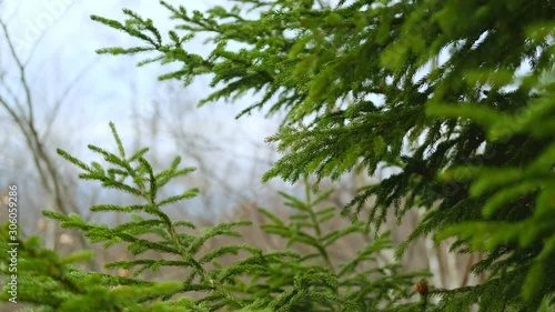 Branches of Fir Tree