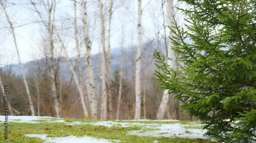 Christmas background - Fir Tree in frame right with snow falling