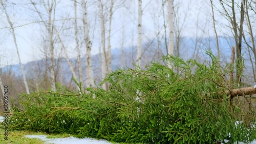 Fir Tree Falling Over - Christmas Tree Harvest