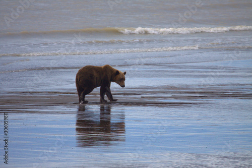Brown Bear on Lake Clark in Alaska