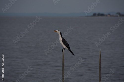 Swan bay