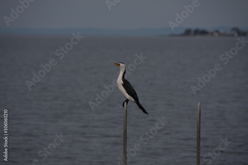 Swan bay