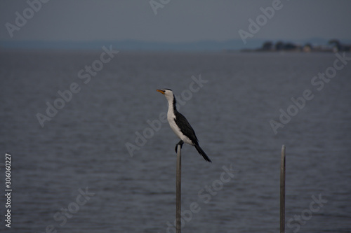 Swan bay