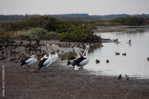 Swan bay