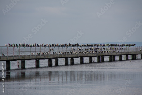 Swan bay