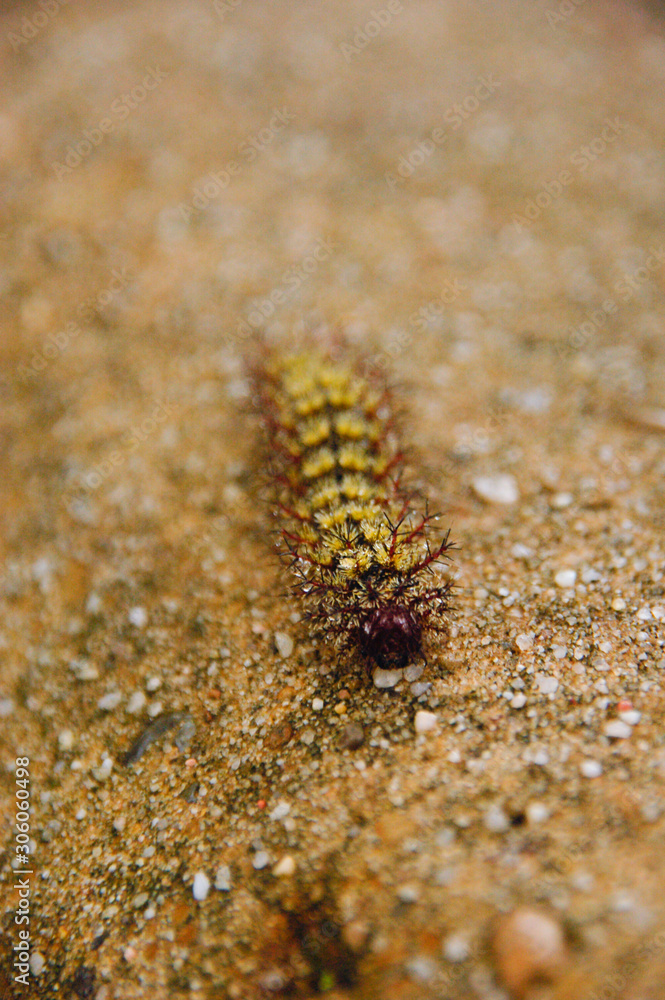 Spiny Wet Caterpillar Crawling on Rock Spiny Wet Caterpillar Crawling on Rock