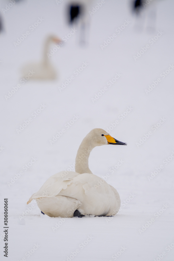 Whooper Swans at Kushiro Hokkaido Japan