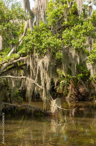 Spanish Moss Hanging from Bayou Trees in Water