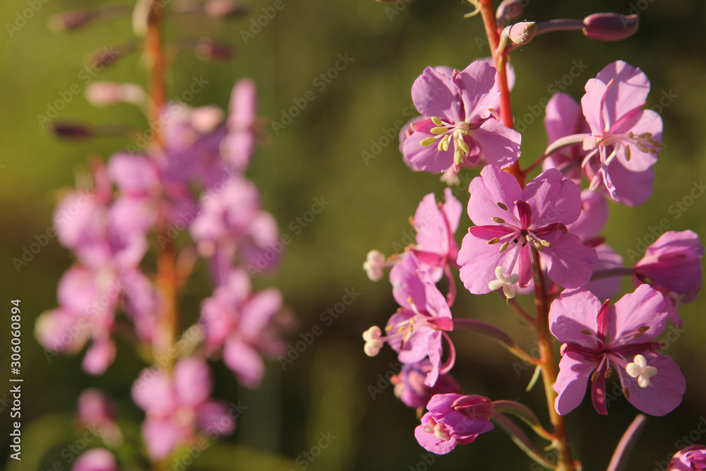 Pink Flowers in Bright Sunlight Against Blurry Background