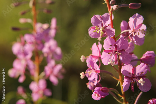 Pink Flowers in Bright Sunlight Against Blurry Background