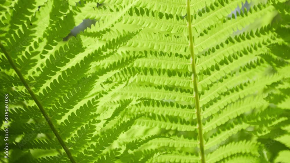Bright green fern leaves moving in wind Bright green fern leaves moving in wind