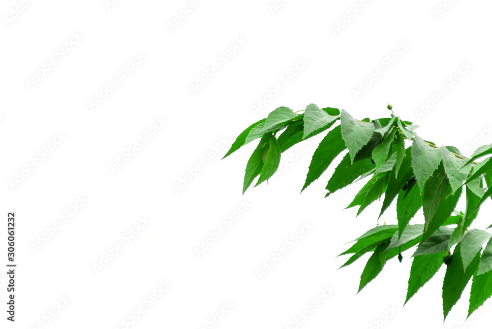 Jamaican cherry leaves with seeds