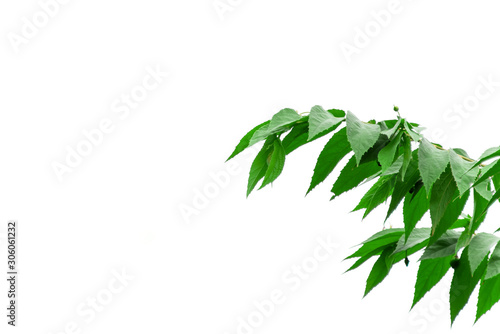 Jamaican cherry leaves with seeds