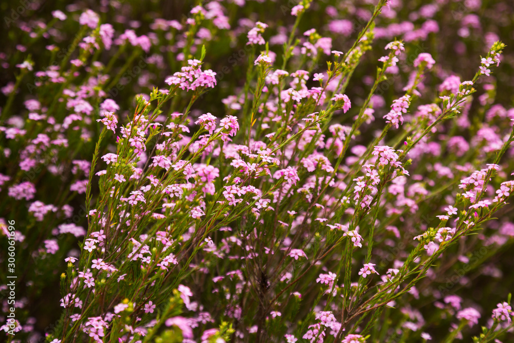 Obraz premium coleonema pulchellum pink flowers