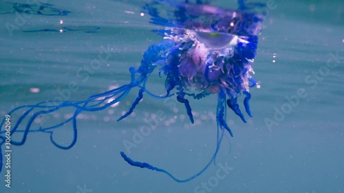 Bluebottle, also known as the portuguese man of war. 