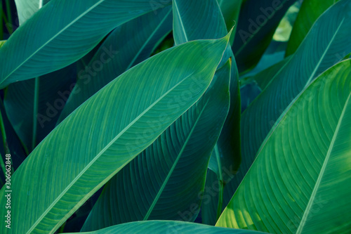 Fresh green leaves with natural background, with beautiful smooth leaves for wallpapers.