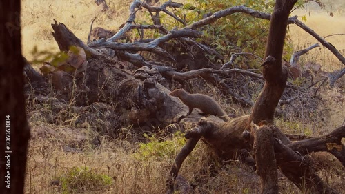 Indian grey mongoose or common grey mongoose (Herpestes edwardsi) is a mongoose species mainly found in West Asia and on the Indian subcontinent. Ranthambore National Park Rajasthan India photo