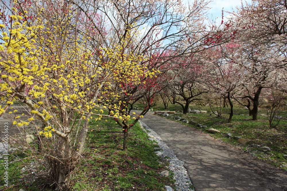 Naklejka premium 梅林