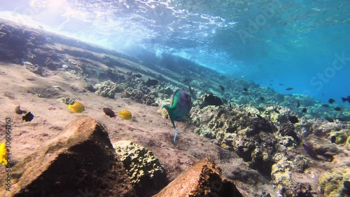 Under Water View Of Tropical Fish At A Coral Reef