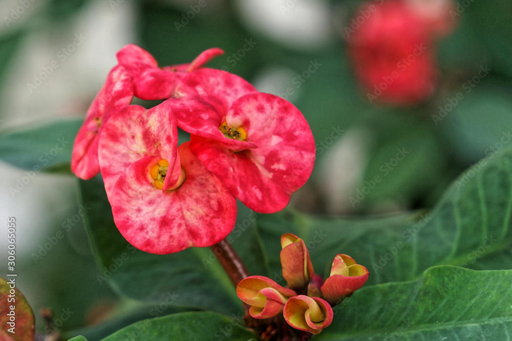 Fototapeta premium crown of thorns - Euphorbia milii pink flowers