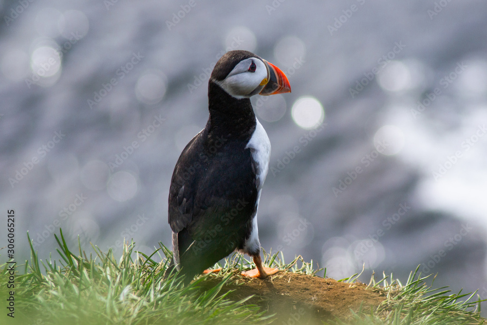 Naklejka premium Close up/detailed portrait view of head of Arctic or Atlantic Puffin bird with orange beak. White background. Latrabjarg cliff, Westfjords, Iceland