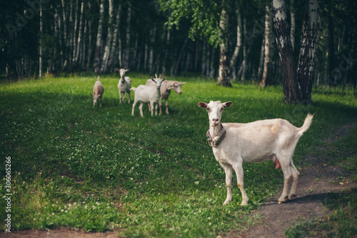 goat grazing in a green meadow. small cattle eat grass. animals close up. Concept of meat products, agriculture, life in nature, organization for the protection of animals
