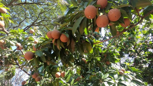 Sapota (chikku) tree with full of fruits photo