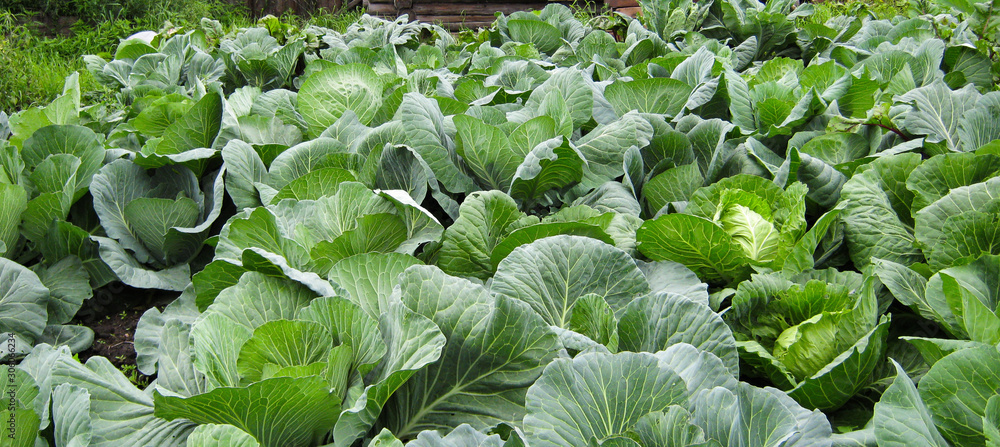 Growing cabbage in the garden. Proper and healthy nutrition for humans. Of natural vegetables. The cultivation of cabbage. Organic food. Agriculture. Growing cabbage in the garden. Proper and healthy nutrition for humans. Of natural vegetables. The cultivation of cabbage. Organic food. Agriculture.