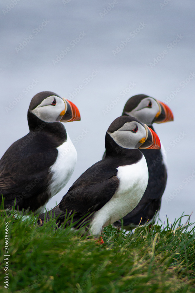 Naklejka premium Close up/detailed portrait view of group of Arctic or Atlantic Puffins bird with orange beaks. Blue water color background. Latrabjarg cliff, Westfjords, Iceland. Popular tourist attraction in summer.