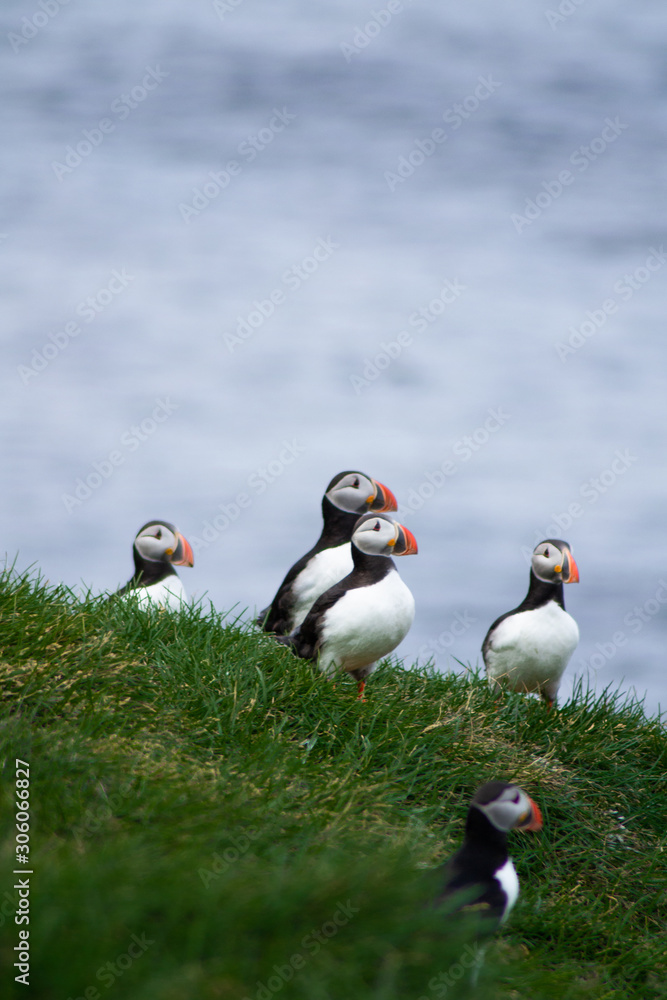 Fototapeta premium Close up/detailed portrait view of group of Arctic or Atlantic Puffins bird with orange beaks. Blue water color background. Latrabjarg cliff, Westfjords, Iceland. Popular tourist attraction in summer.