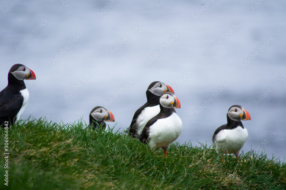 Fototapeta premium Close up/detailed portrait view of group of Arctic or Atlantic Puffins bird with orange beaks. Blue water color background. Latrabjarg cliff, Westfjords, Iceland. Popular tourist attraction in summer.