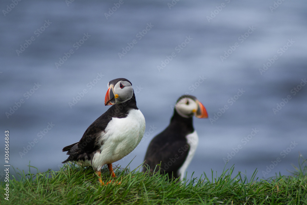 Naklejka premium Close up/detailed portrait view of group of Arctic or Atlantic Puffins bird with orange beaks. Blue water color background. Latrabjarg cliff, Westfjords, Iceland. Popular tourist attraction in summer.