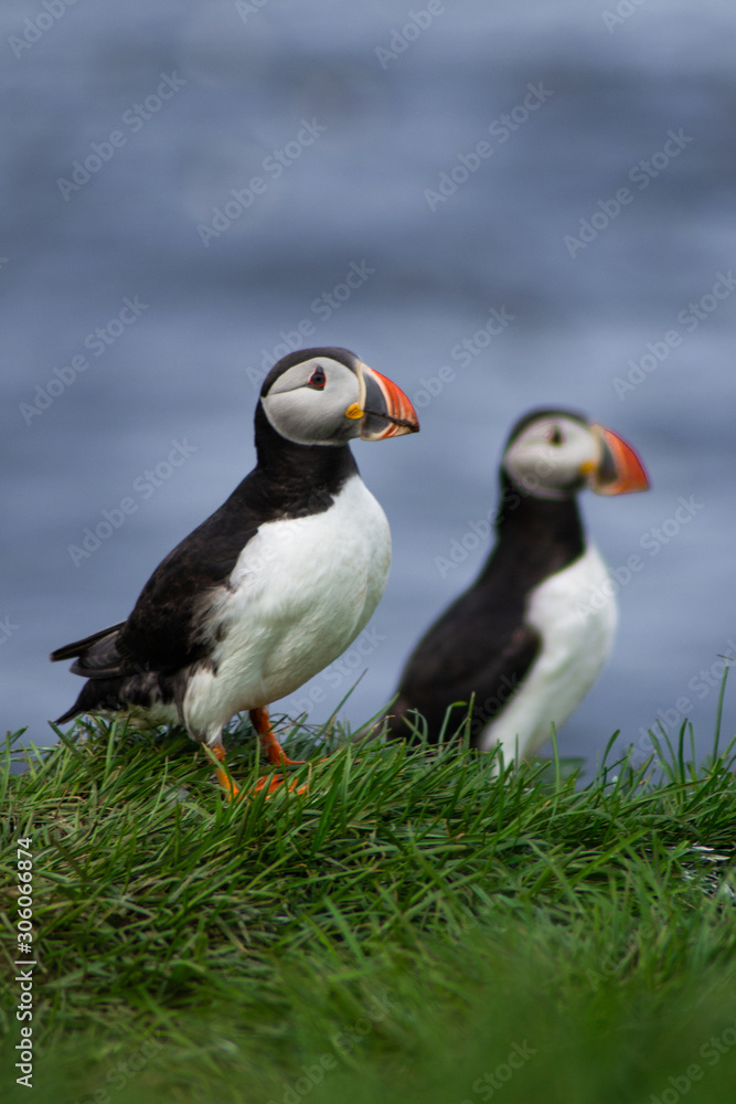 Close up/detailed portrait view of group of Arctic or Atlantic Puffins bird with orange beaks. Blue water color background. Latrabjarg cliff, Westfjords, Iceland. Popular tourist attraction in summer. Close up/detailed portrait view of group of Arctic or Atlantic Puffins bird with orange beaks. Blue water color background. Latrabjarg cliff, Westfjords, Iceland. Popular tourist attraction in summer.