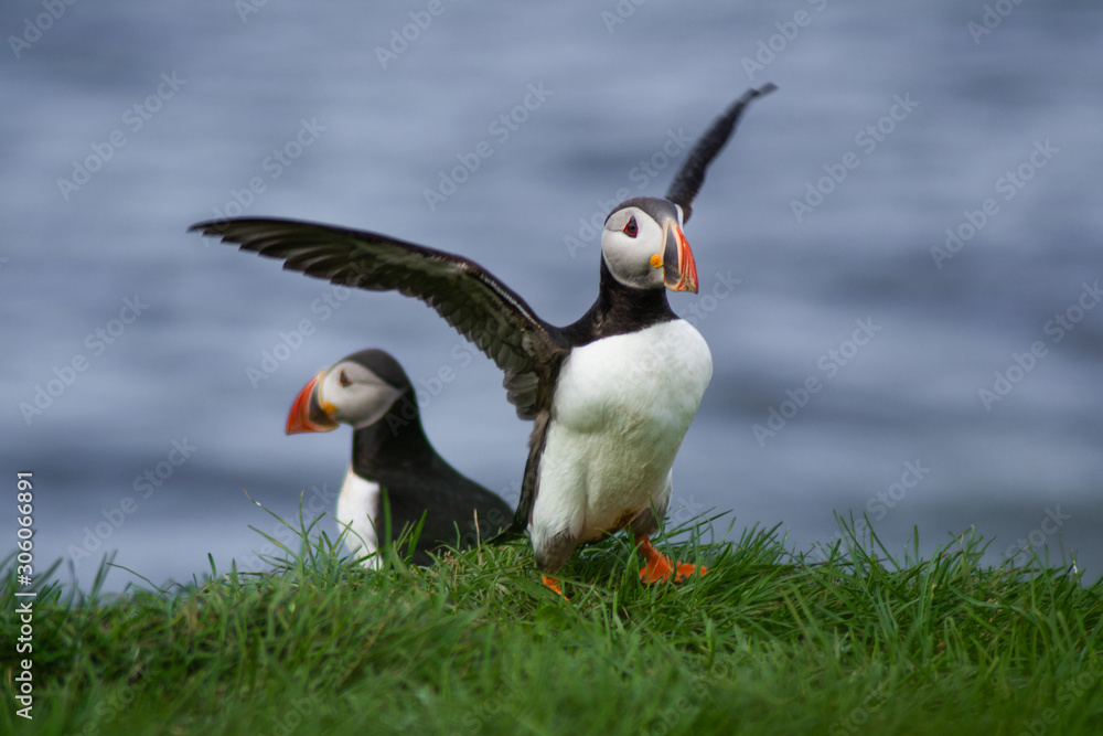 Naklejka premium Close up/detailed portrait view of group of Arctic or Atlantic Puffins bird with orange beaks. Blue water color background. Latrabjarg cliff, Westfjords, Iceland. Popular tourist attraction in summer.