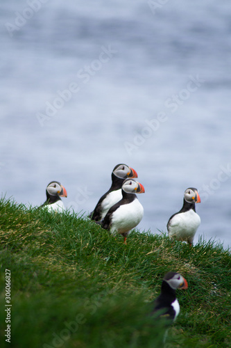 Close up/detailed portrait view of group of Arctic or Atlantic Puffins bird with orange beaks. Blue water color background. Latrabjarg cliff, Westfjords, Iceland. Popular tourist attraction in summer.