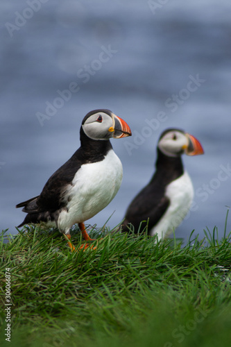 Close up/detailed portrait view of group of Arctic or Atlantic Puffins bird with orange beaks. Blue water color background. Latrabjarg cliff, Westfjords, Iceland. Popular tourist attraction in summer. © Dajahof
