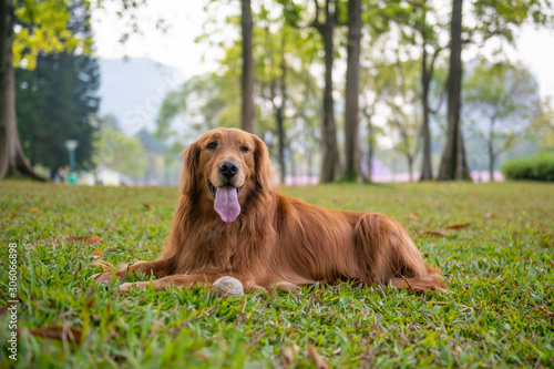 Cute golden retriever lying on the grass