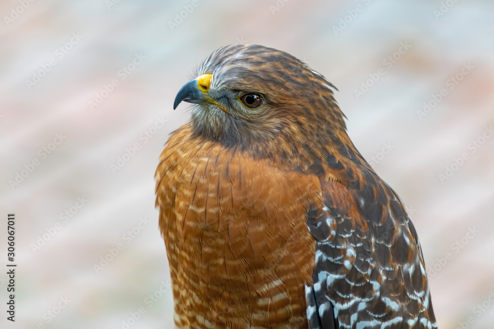 Red Shoulder Hawk Red Shoulder Hawk